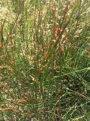 Juncus drummondii