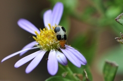 Paridea oculata