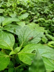 Orthoptera