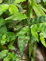 Orthoptera