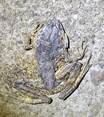 Odorrana tianmuii