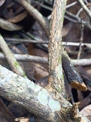 Neriidae