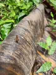 Orthoptera