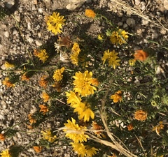 Lessingia glandulifera