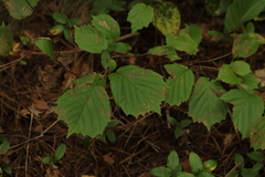 Corylus heterophylla