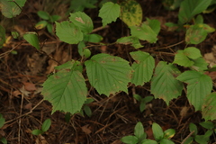 Corylus heterophylla