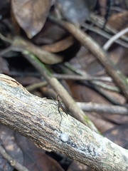 Neriidae