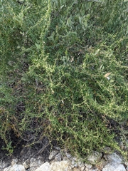 Metastelma arizonicum