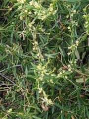 Metastelma arizonicum