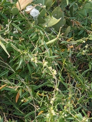 Metastelma arizonicum