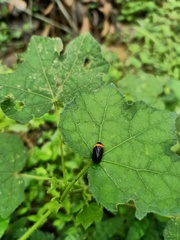 Phymatostetha deschampsi