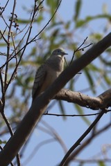 Geopelia placida placida