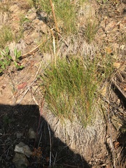 Festuca campestris