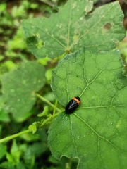 Phymatostetha deschampsi