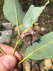 Doratifera vulnerans