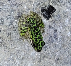 Odorrana tianmuii