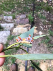 Doratifera vulnerans