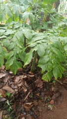 Amorphophallus paeoniifolius