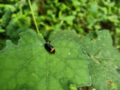 Phymatostetha deschampsi