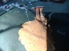 Favolus acervatus