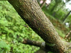 Neriidae