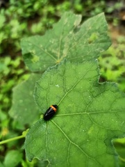 Phymatostetha deschampsi
