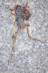 Odorrana tianmuii