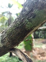 Neriidae