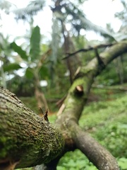Neriidae