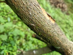 Neriidae