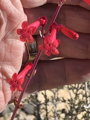 Penstemon utahensis