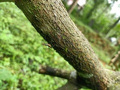 Neriidae