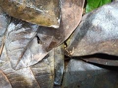 Orthoptera
