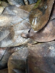 Orthoptera