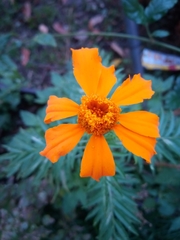 Tagetes erecta