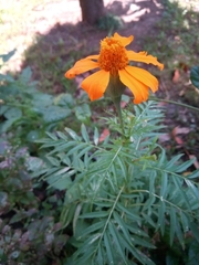 Tagetes erecta