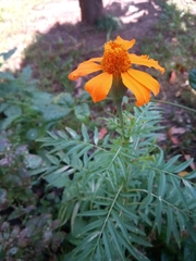 Tagetes erecta