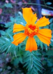 Tagetes erecta