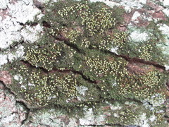 Venturiella sinensis