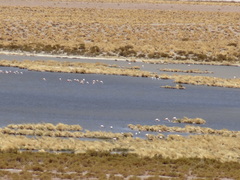 Phoenicoparrus andinus