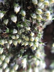 Venturiella sinensis