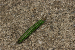 Sphinx morio arestus