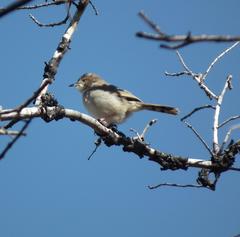 Cisticola fulvicapilla