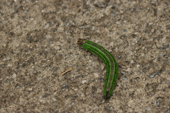 Sphinx morio arestus