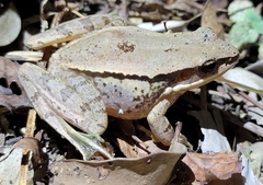 Amolops chunganensis