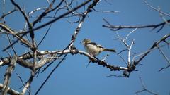 Cisticola fulvicapilla