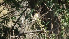 Cisticola fulvicapilla