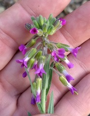 Boechera californica