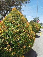 Syzygium myrtifolium