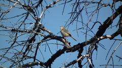Cisticola fulvicapilla